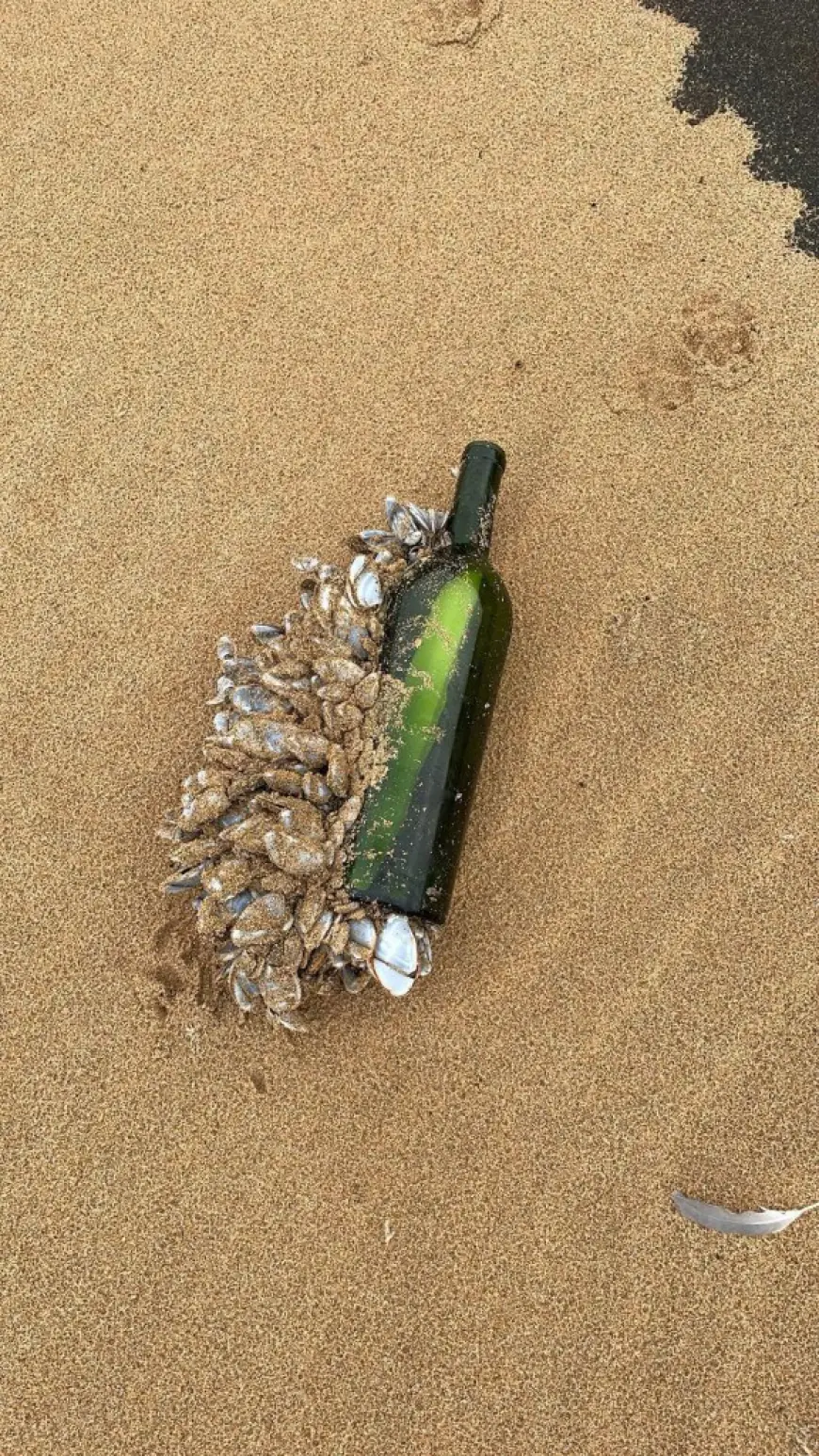 Message in a bottle washes up on Australian beach after 16 years at sea