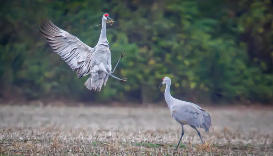 Timing sandhill cranes and taking good photographs