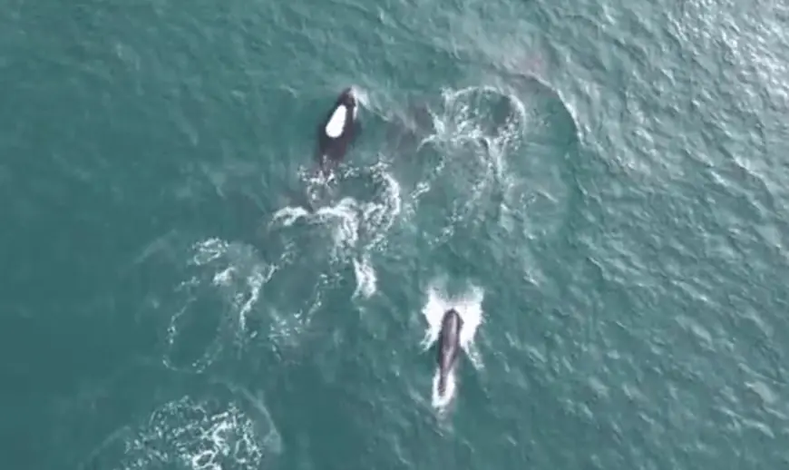 They're back: Killer whale pod spotted by San Diego whale watching group