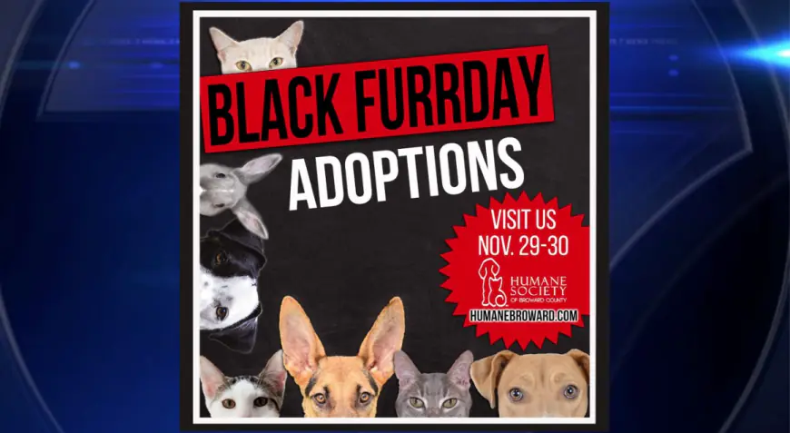 Humane Society of Broward County waives adoption fees for ‘Black Furrday’ event