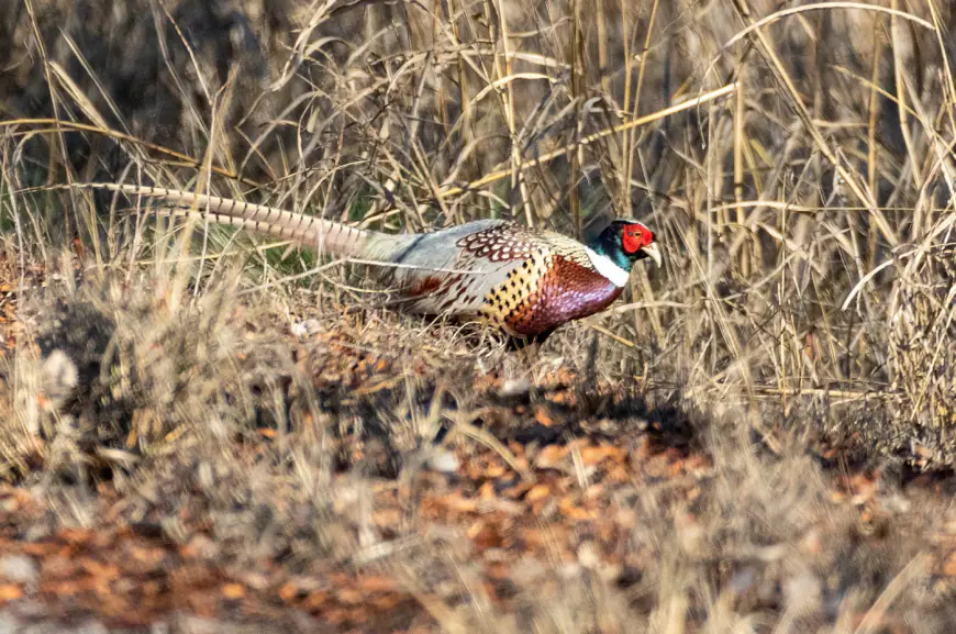 How DNA could help save California’s historic pheasants