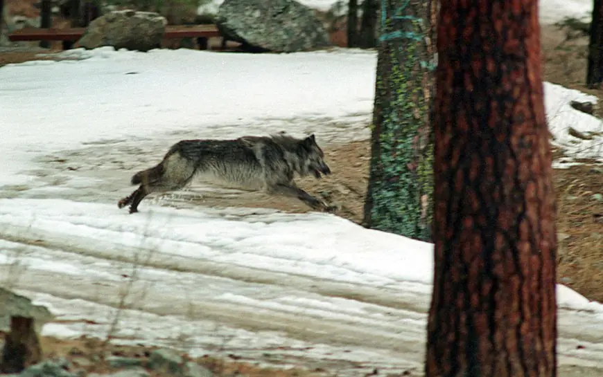 Two new wolf packs found in California over 100 years after animal disappeared from state