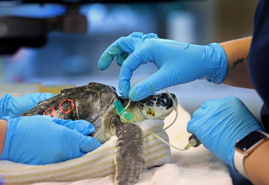 Stranded sea turtles in critical condition wash along Cape beaches, met by New England Aquarium rescue efforts