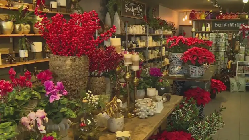 Brentwood garden nursery shares how to keep poinsettias healthy