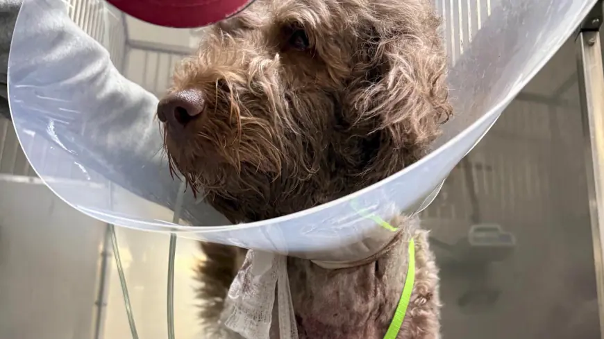 ‘Wouldn't hurt a fly': Neighbor shoots 1-year-old Goldendoodle, sparking outrage