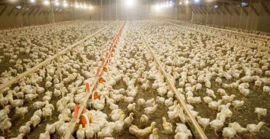 Why 597 million chickens go missing from America’s food supply each year