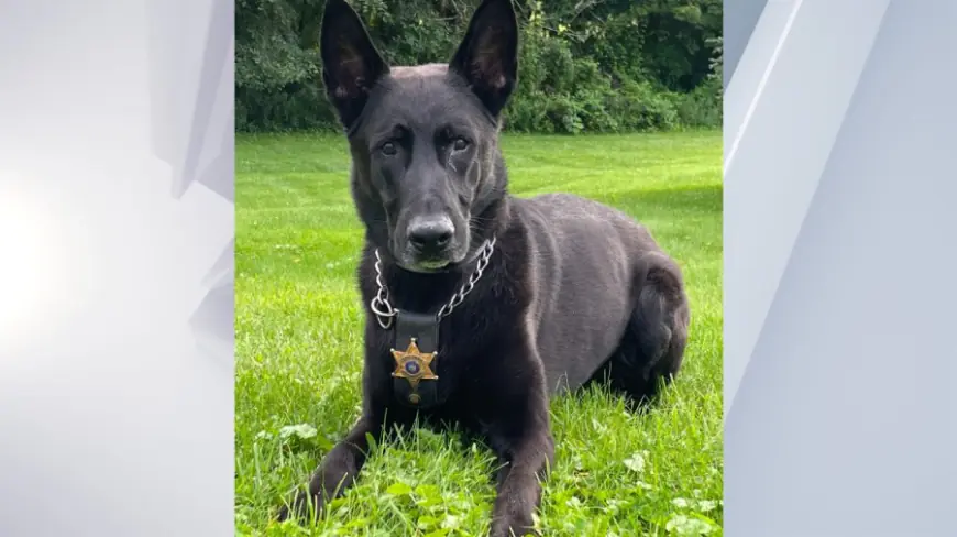 Saratoga County mourns the loss of K-9 J.D.