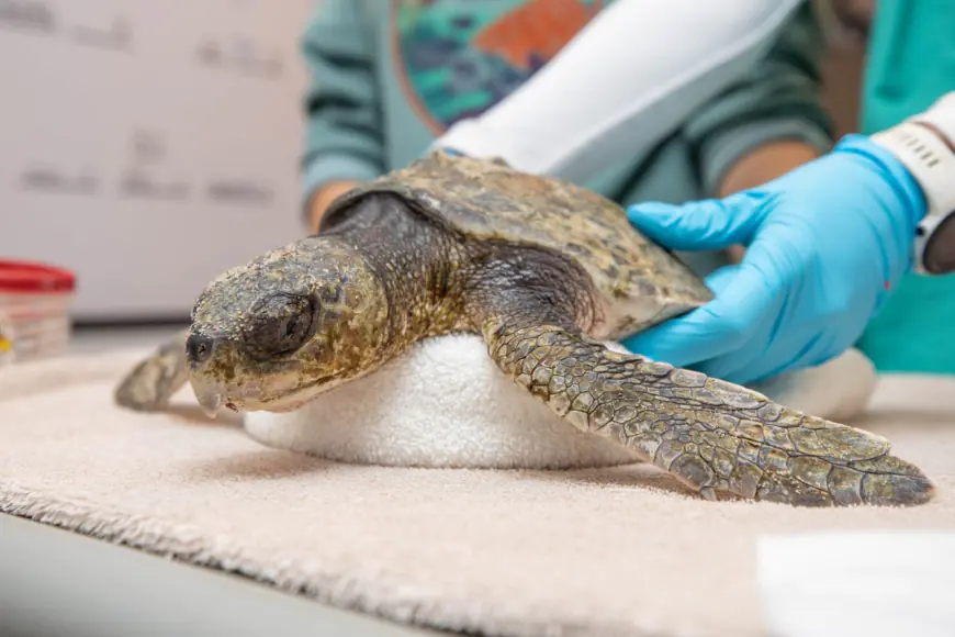 Hundreds of turtles with hypothermia are washing up along Massachusetts beaches