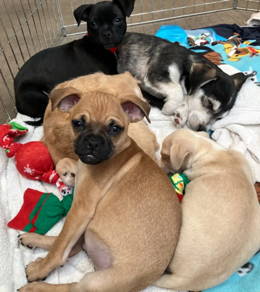 A Puppy for Christmas? San Diego Humane Society Urges Sourcing Puppies Responsibly