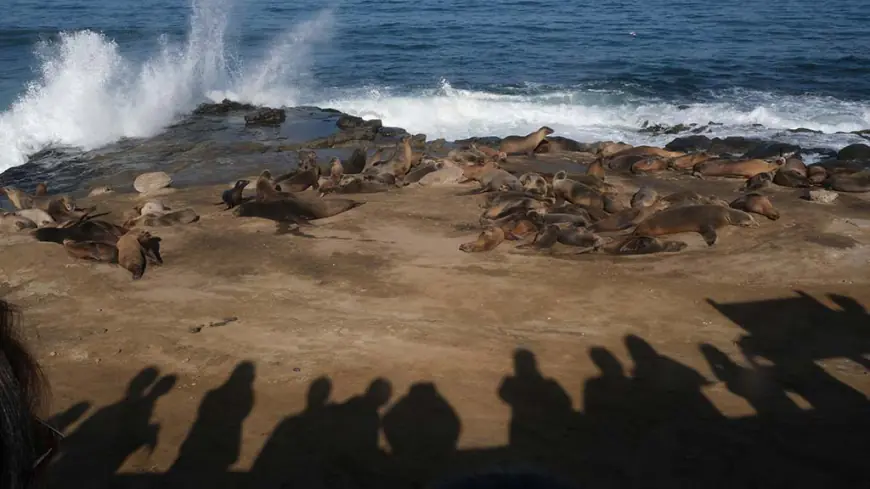 Opinion: How to Balance Tourism and Conservation in Ecologically Significant La Jolla Cove