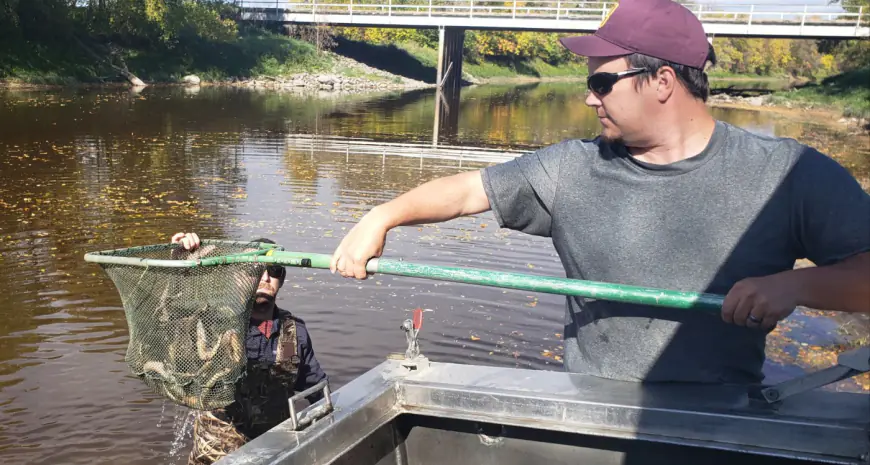 DNR survey shows strong walleye, sauger numbers on Lake of the Woods