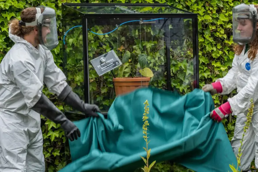 World’s most poisonous plant has driven people to suicide — like the man who accidentally used the leaves as toilet paper and wound up shooting himself