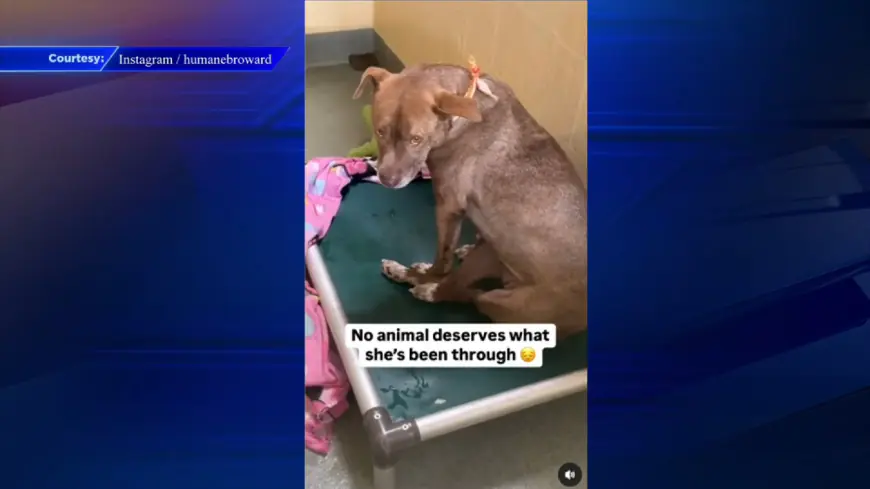 Humane Society of Broward rescues dog with bullet in leg