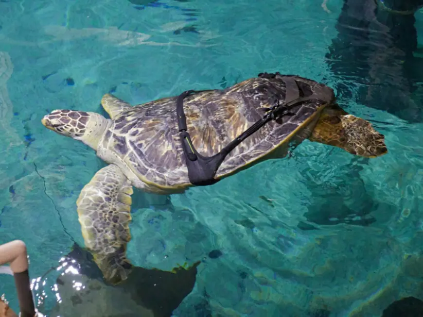 Watch: A Boston company’s 3D-printed harness is helping injured sea turtle swim