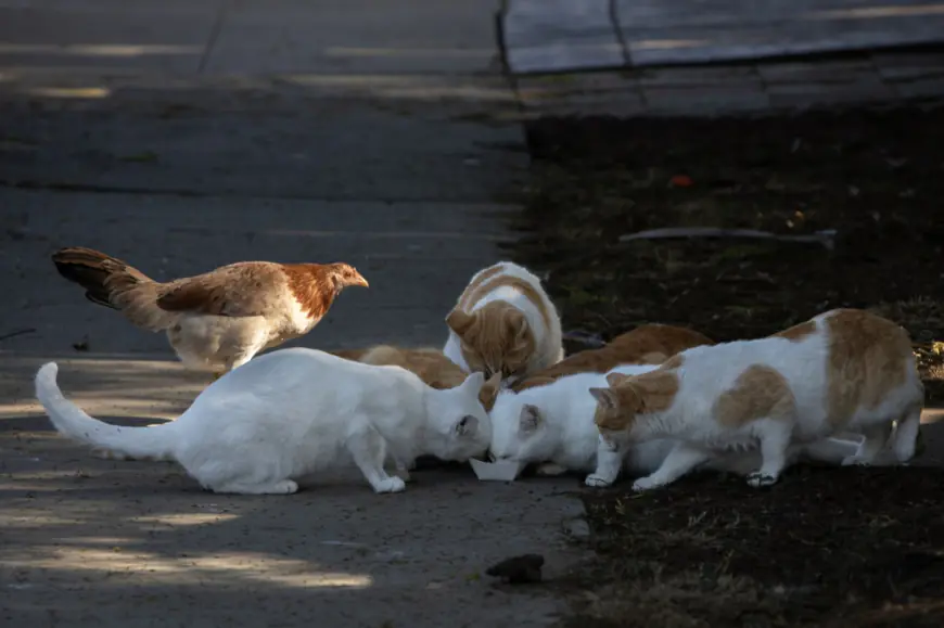 Adoptable or feral? Lawsuit challenges California animal shelter’s program to return cats to the outdoors