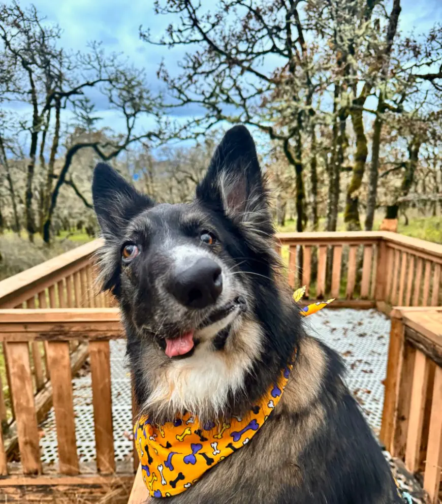 Adorable dog with wonky face compared to Picasso masterpiece