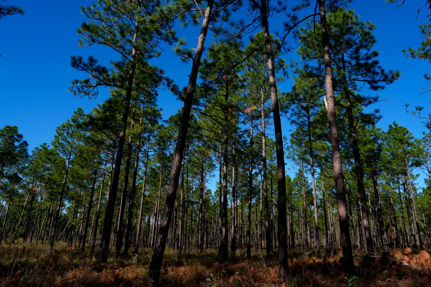 Augusta hit with extreme tree canopy loss due to Hurricane Helene, experts say