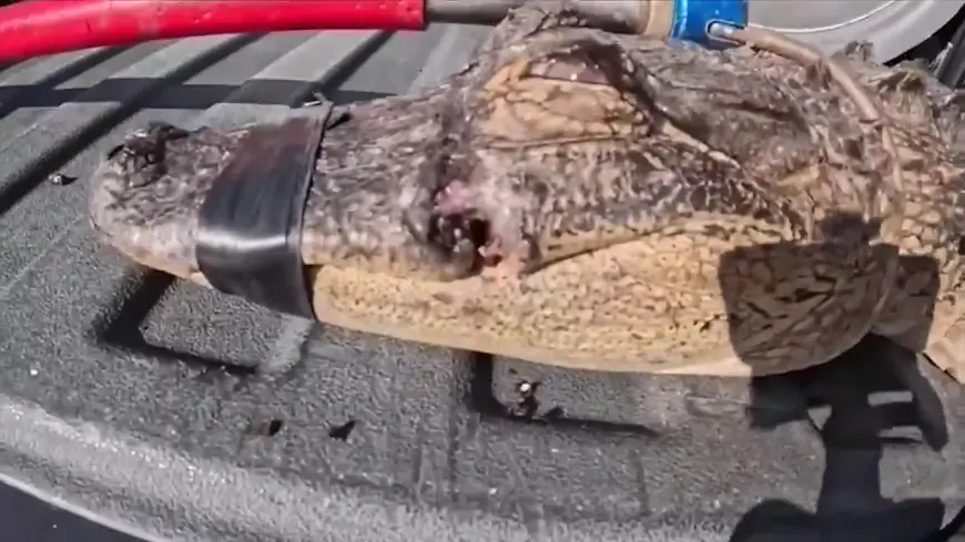 Alligator trapper saves gator in St. Augustine by removing jaw snare