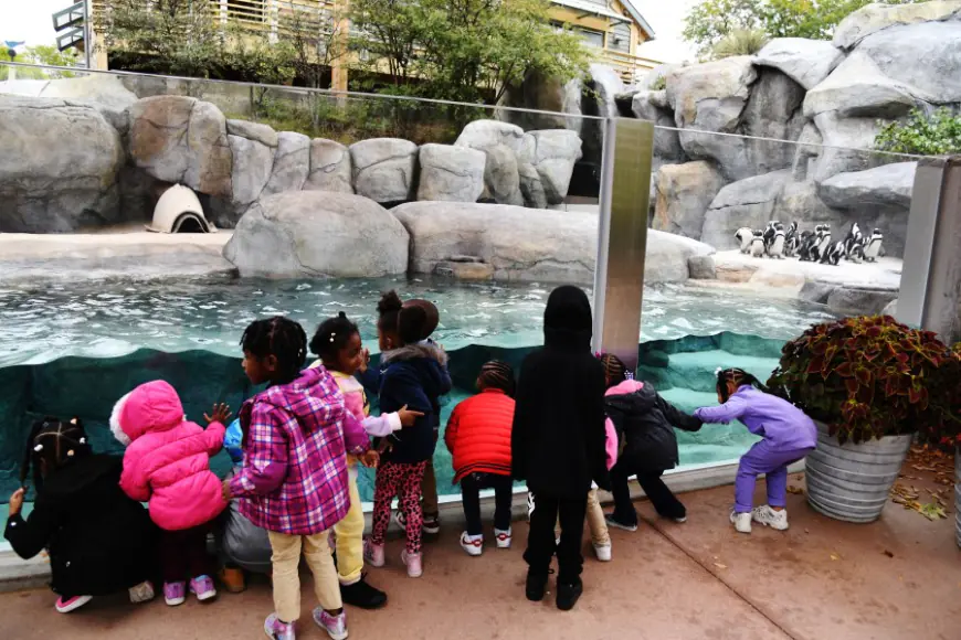 Denver Zoo offering free admission to kids through end of year