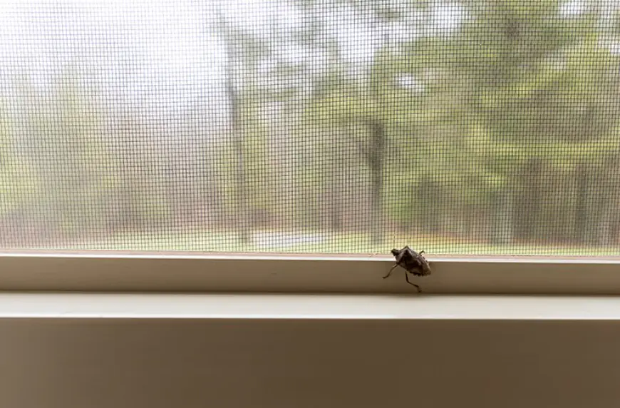 How to keep pests out of your home this winter