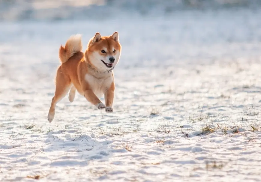 Can Shiba Inu Reach $0.01 in 2025?