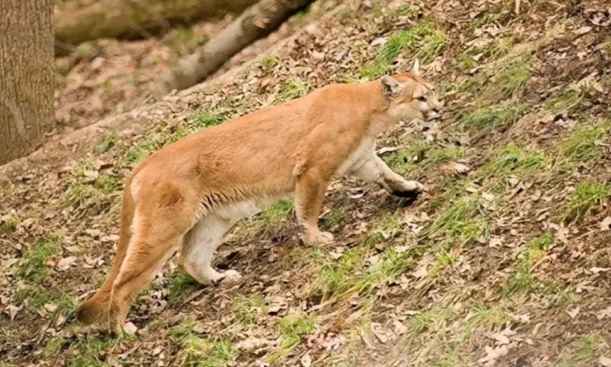 Missouri deer hunter charged after killing cougar from tree stand