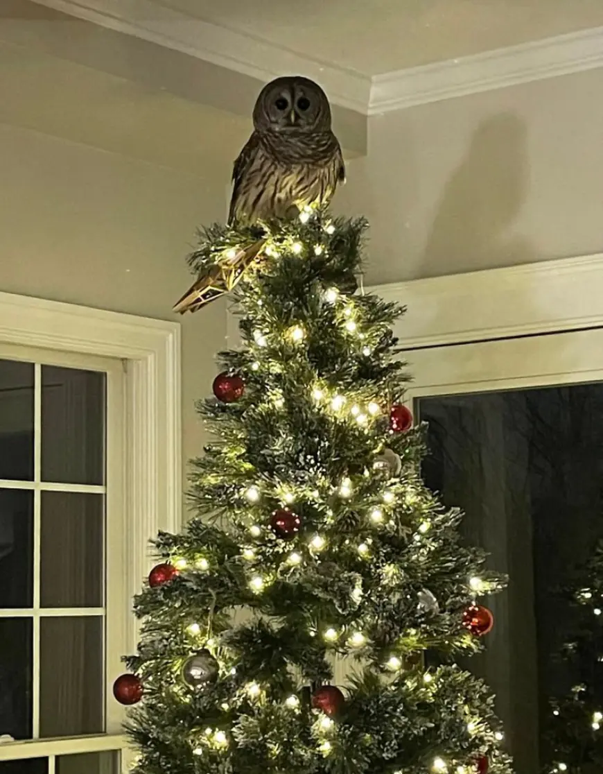 A star is born: owl descends chimney and perches atop family Christmas tree