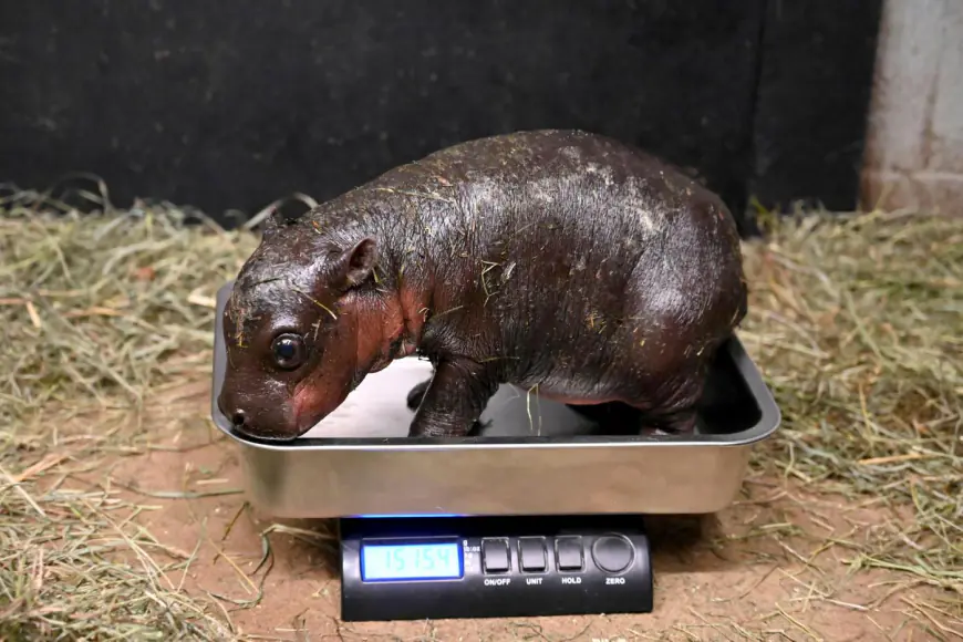 A Virginia zoo welcomes newborn pygmy hippopotamus as year ends