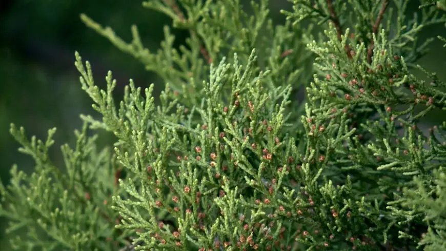 Peak of cedar season arrives for Central Texas