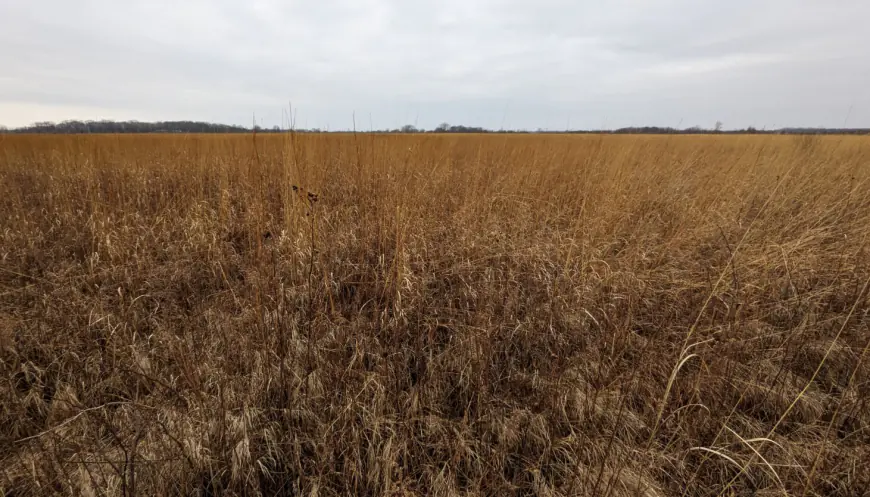 Having a breakthrough in appreciating prairies