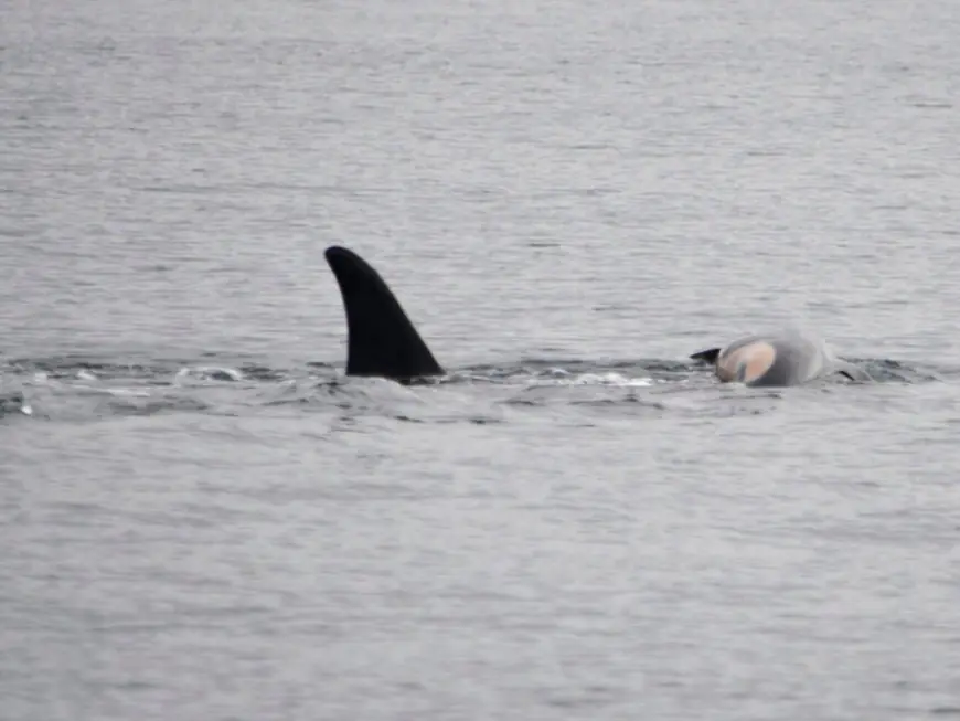 Orca that carried dead calf for weeks in 2018 is doing so again