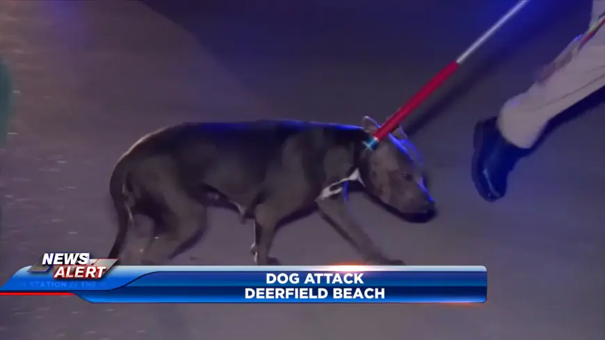 Child, adult hospitalized after being mauled by multiple dogs in Deerfield Beach; 3 dogs detained