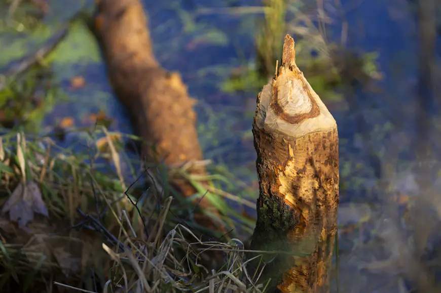 An ecosystem engineer’s vision: mock beaver dams to restore Wisconsin wetlands