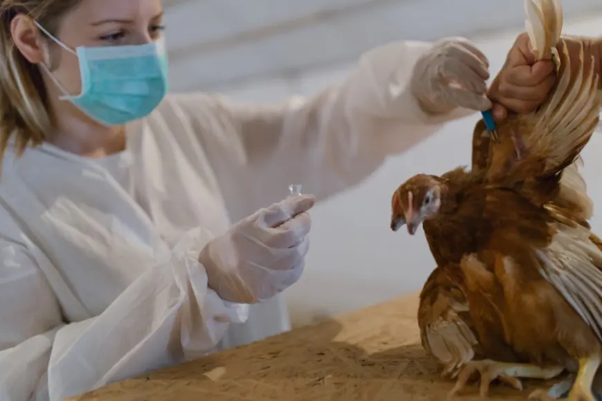 Bird flu poses low threat to New Yorkers, officials say