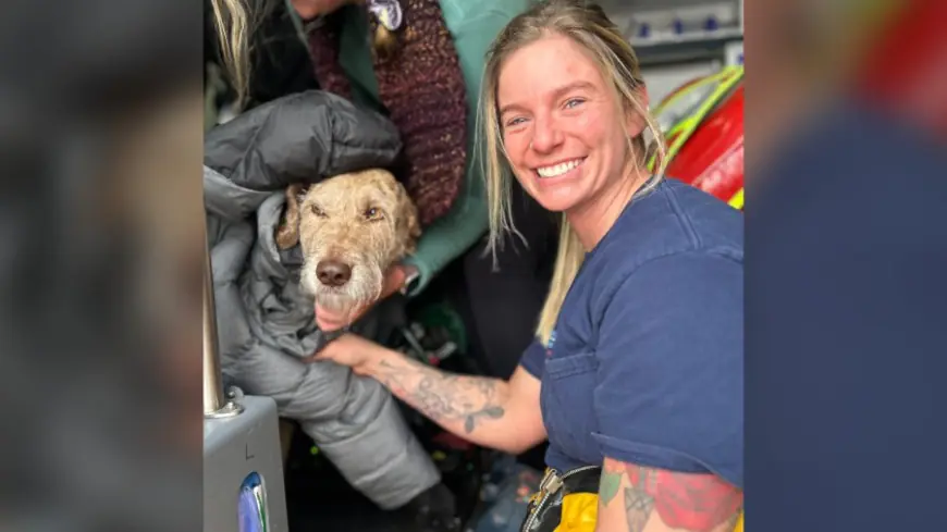 Owners 'overjoyed' after fire crews rescue dog who fell into icy pond