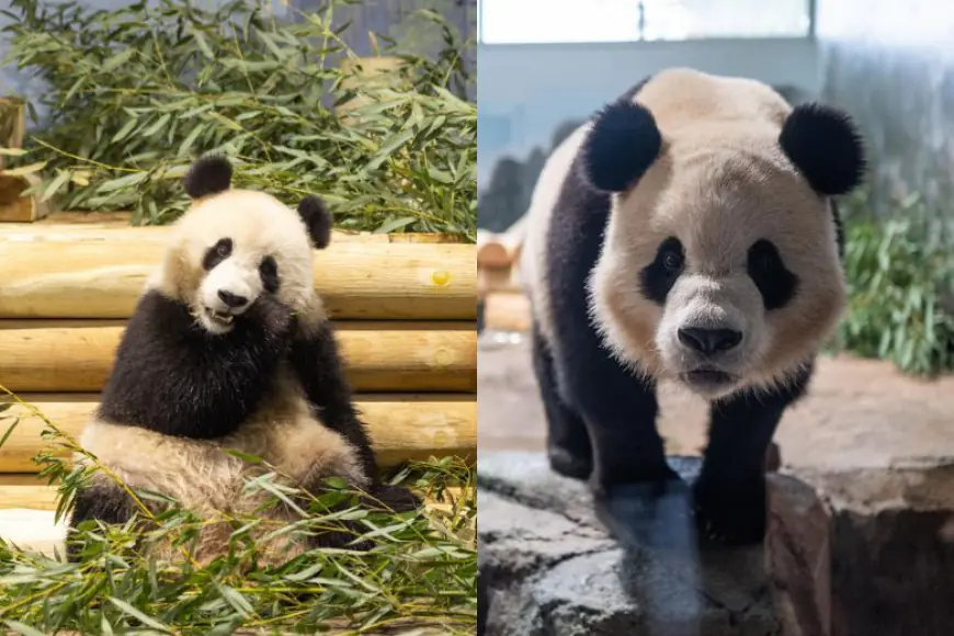 What you need to know about debut of DC’s new giant pandas