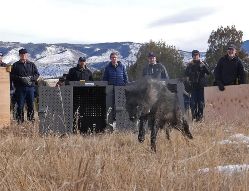 CPW starts wolf capture operations in Canada ahead of Colorado reintroduction