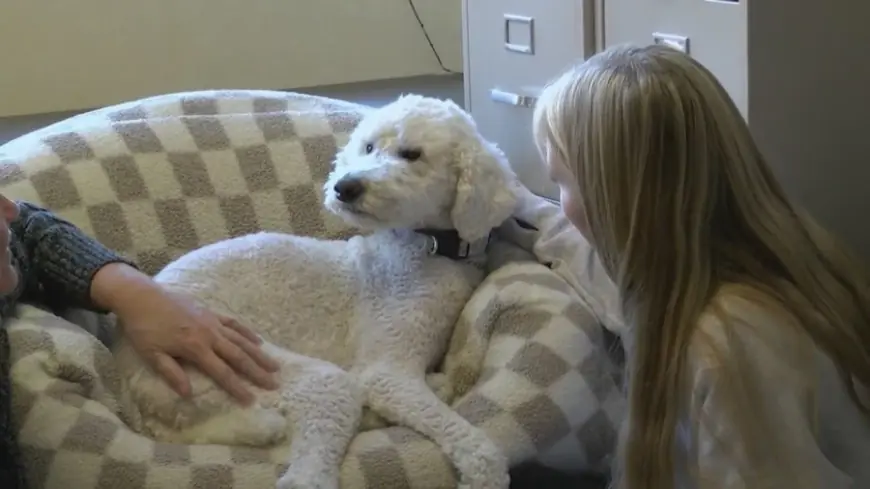 Massachusetts school comfort dog needs life-changing surgery