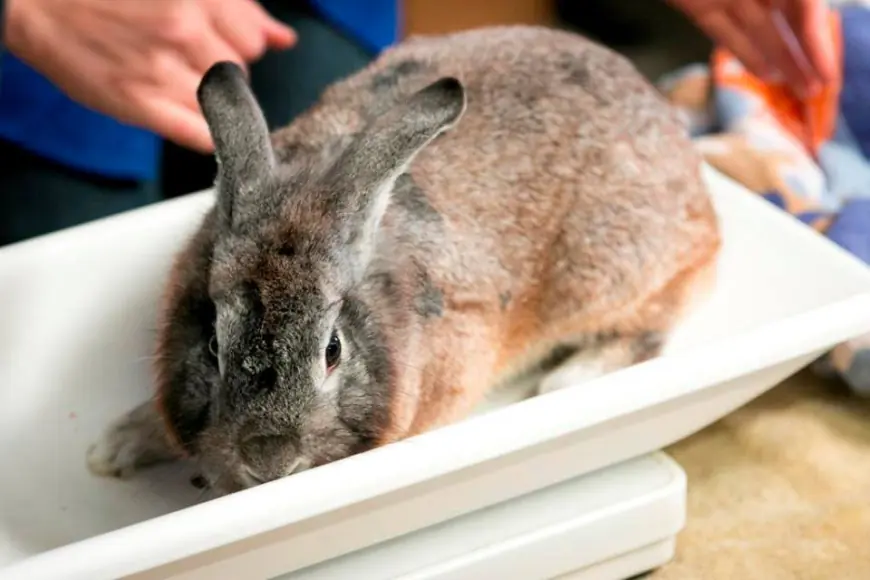 Rabbit Rescue Places 30 Bunnies in San Diego, But Needs More Help Due to Wildfires