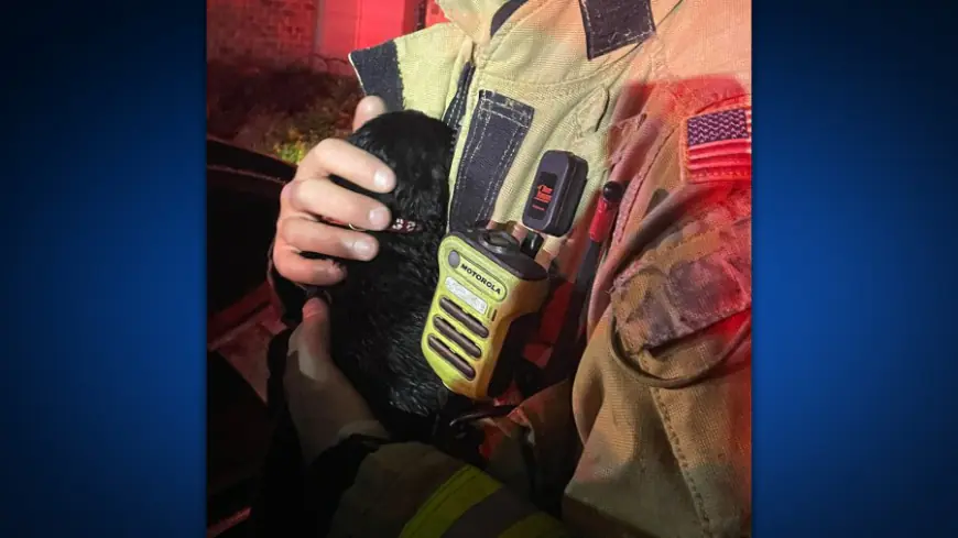 Austin Fire rescues dog, 10 puppies following house fire