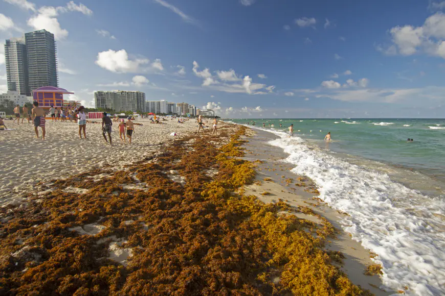 Could South Florida see a major seaweed event by spring 2025? Satellite imagery suggests so