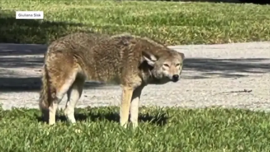 Palm Beach County woman says ‘very scary-looking’ coyote came close to her daughters amid rise in sightings