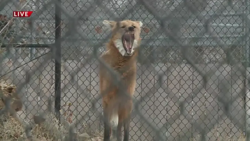 Tim's Travels: Endangered Wolf Center