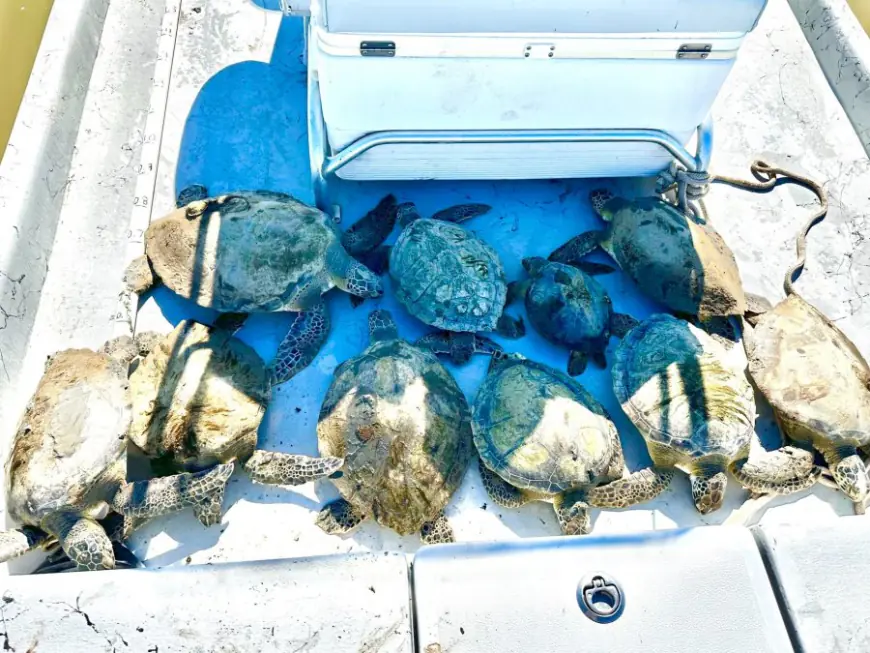 PHOTOS: Texas Parks & Wildlife rescues 'cold-stunned' sea turtles