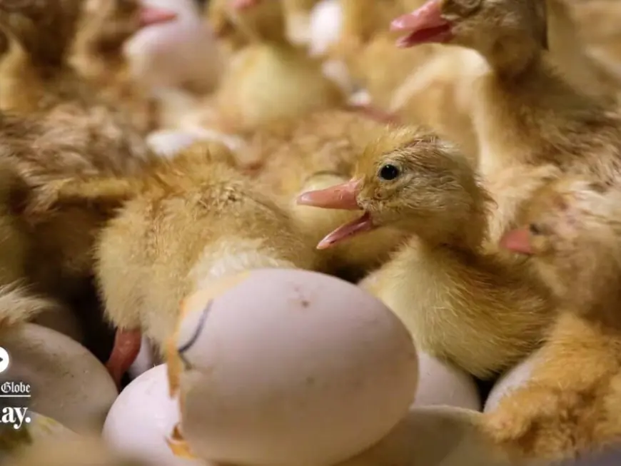 Watch: What to know about bird flu and how to stay safe