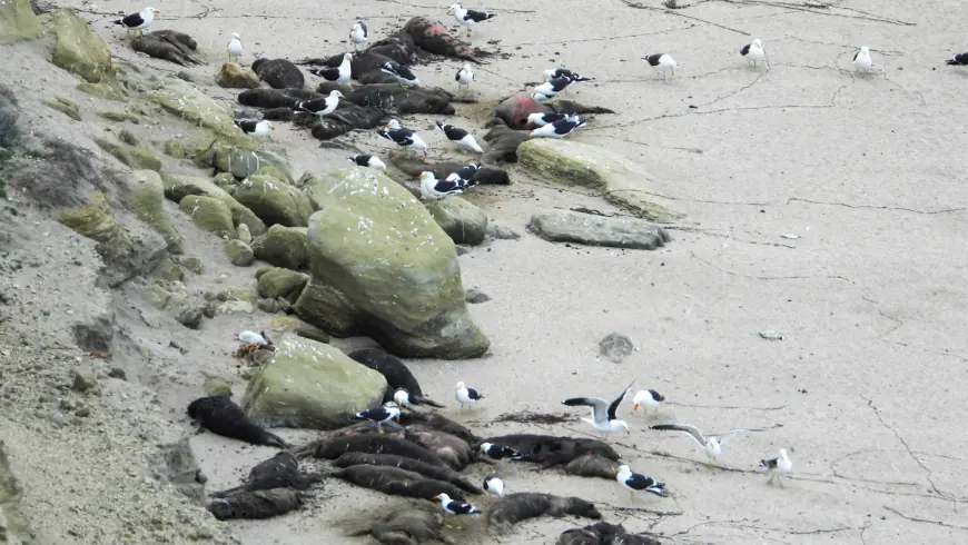 It's like 'dead birds flying': How bird flu is spreading in the wild