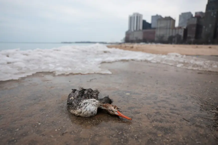 Avian flu leads to increased bird deaths in Northwest Indiana, statewide
