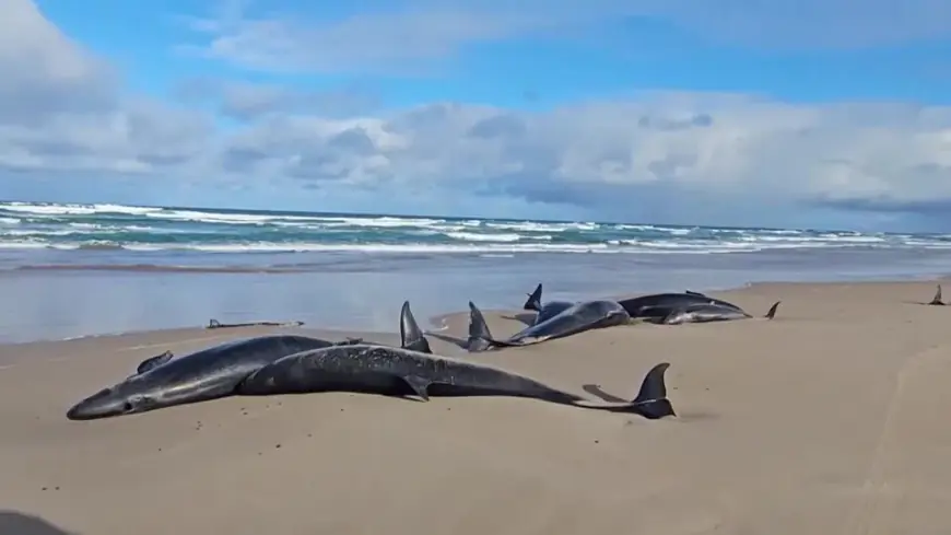 Dozens of endangered false killer whales wash up on Tasmania beach