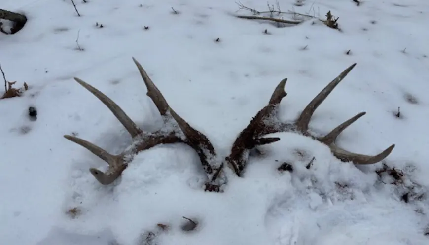 Weather easing makes for good shed hunting