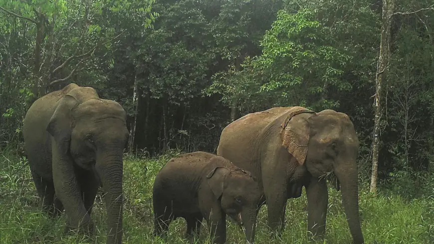 The Asian elephant population in Cambodia is more robust than previously thought